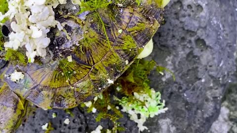 Sea turtle become kings of prey after removing millions of sea creatures and barnacles on shell