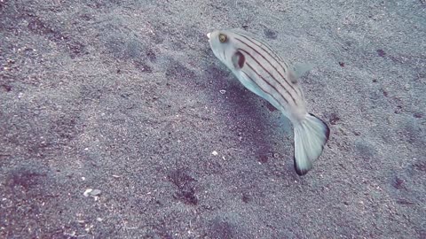 A Striped Fish cool moment