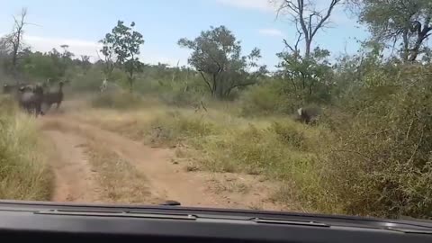 Shocking Moments When Painful Lions Are Attacked And Tortured By Africa's Deadliest Preys