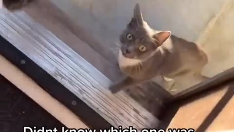 Cats doing funny things compilation cats being...... Cats