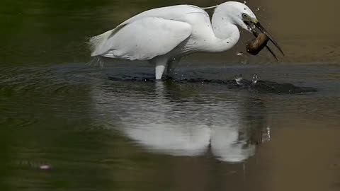 Heroin bird hunting duck babies and fishes