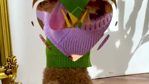 Dog Sweater Super Cute Puppy Turtleneck #viral #love #shorts