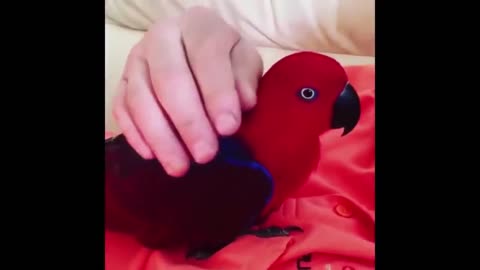 Parrot Talking - Smart And Funny Parrots Video