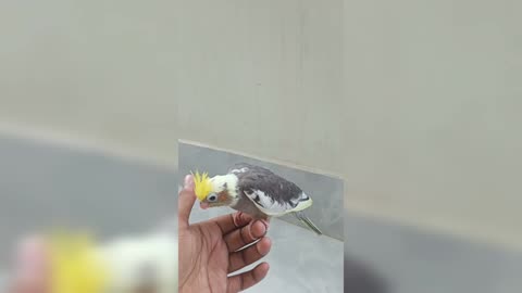 Cockatiel handfeeding cute birds 😍😍