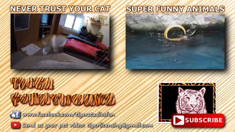 Funny cat video that will explode your mind with laughter