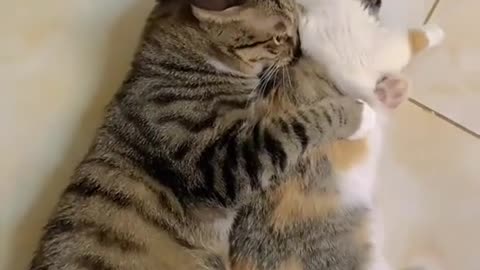 Cute cats in love