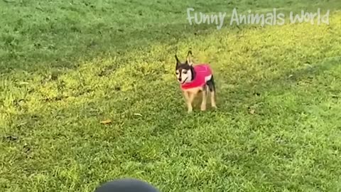 Funny around with Cats & Dogs