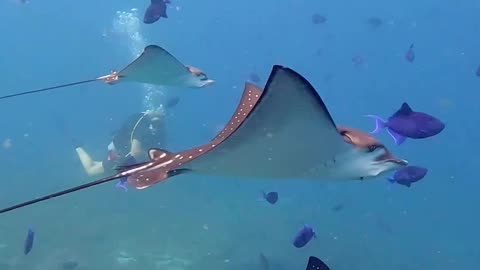 Stingrays in Maldives