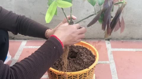 Unique Skill Propagation Mango Tree Growing Quickly Use Banana Fruit