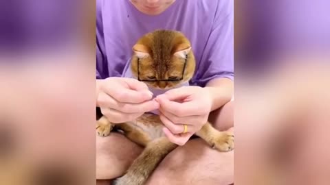 Top videos funny cats