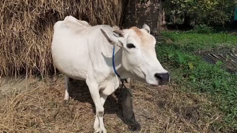 Cow Mooing In A Rural Village Area _ Eight Cow Voice Sound Once By Once In Our Village