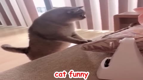 Funniest Cats and Dogs 🐶🐱 | Funny Animal Videos