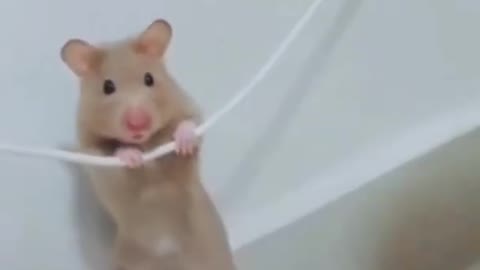 Rat funny video