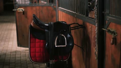 brown horse in a stables in cage competition nature ride stallion water