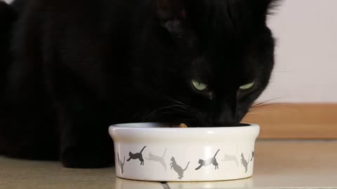 Funny Cat Eating video