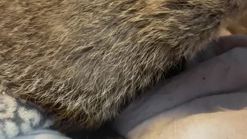 Ms. Magoo the Rehabilitated Groundhog Returns to Rescuers Home