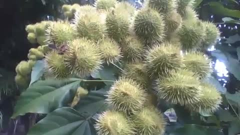 Árvore de urucum no jardim botânico, um fruto usado na culinária [Nature & Animals]