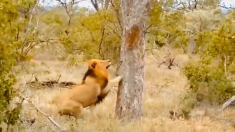 The Lions Goes Down The Cave To Hunt A Wild Dog's Puppy- Fierce Battle Between Wild Dogs Vs Lions