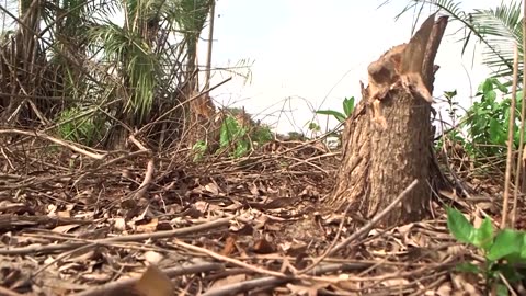 Benin entrepreneur converts plant waste to charcoal