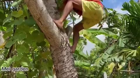 Grafting mangoes in Aloe Vera yields a lot of fruit at home..