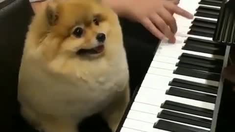 A dog that can play piano