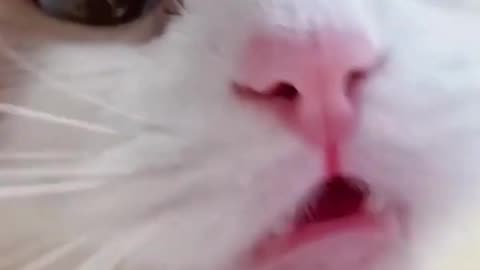 Beautiful Cat Reaction😘😘😘