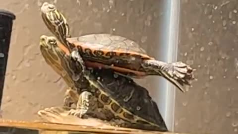 Turtles Do Yoga on Basking Rock