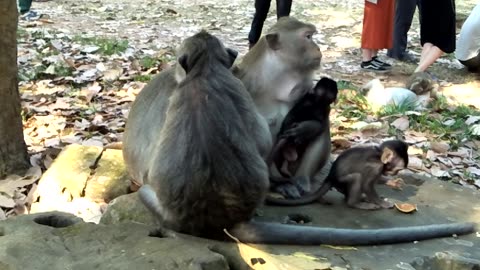 Monkey at Angkor Wat Cambodia