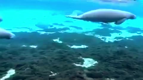 The graceful manatee plays with paddleboarder at Rainbow Springs, Dunnellon Florida -