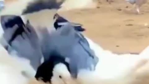 Beautiful Pigeon's Back Flips Moves #shorts #viral #shortsvideo #video