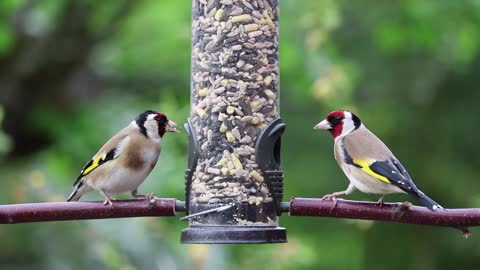 Two woodpeckers pecking a tree, one by one