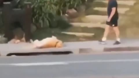 Dog Refuses To Continue Walking Mid-Way Through Its Walk