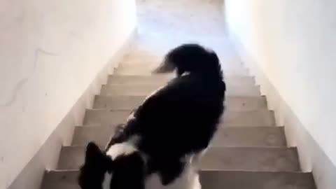 Dog playing catch on the stairs alone with her ball