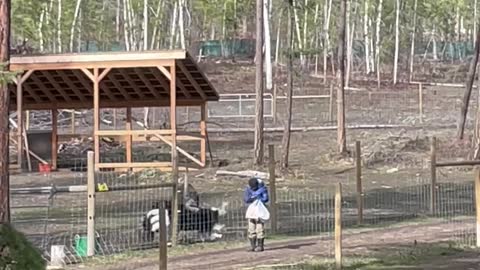 Territorial Ostrich Dances at Mom to Protect His Girlfriends