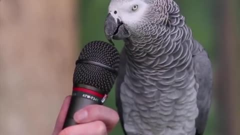 The famous comic parrot,Talking Parrot