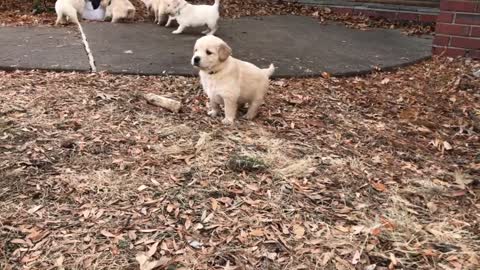 Growing With Goldens