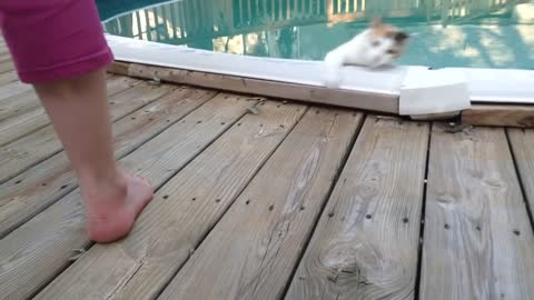 Epic Cats Hate Falling in Water