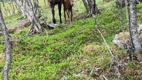 Moose And Calf In Langedrag Nature Park