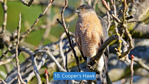 Feathers and Fury: 10 Fierce Birds of Prey