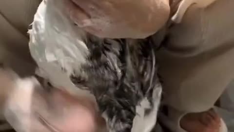 cat loves bathing