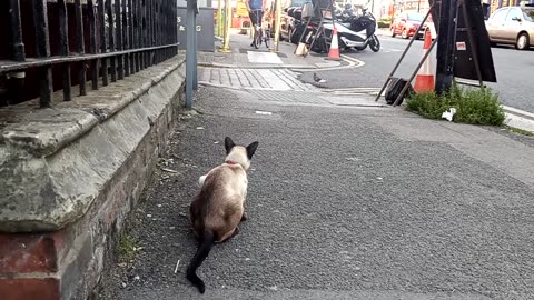 Cat pigeon hunting