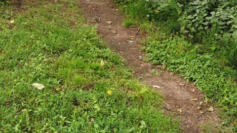 A Cute Gray Cat | Jogging In The Grading - Just Watch