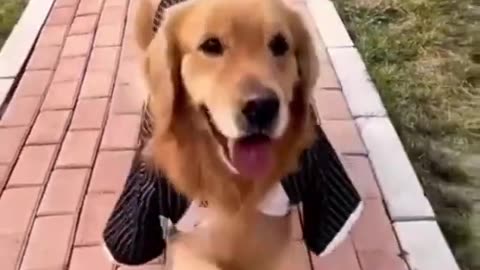 Funny Dog Videos try not to laugh - Cute DOG go to catwalk #short 2023