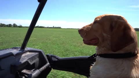 Dog hunting ducks, training dog