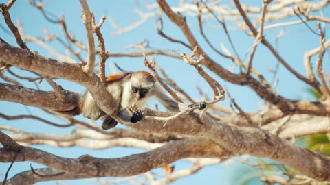 Monkey on Tree Branch Foraging for Food