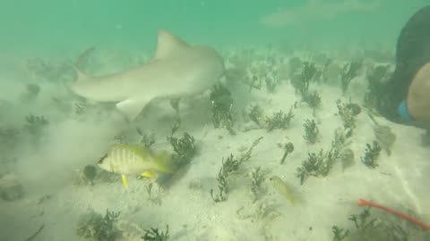 Bitten By A Leady Lemon Shark 🦈