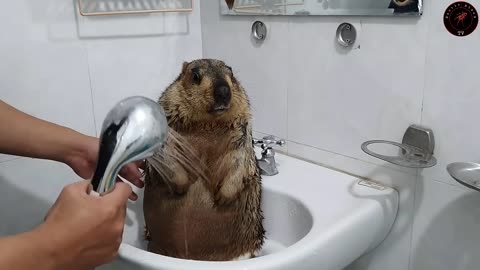 The first time marmot bathed with a brush- cute animal videos