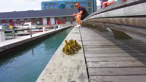 Duck Drop on Queens Quay Toronto May 4th 2012_Cut