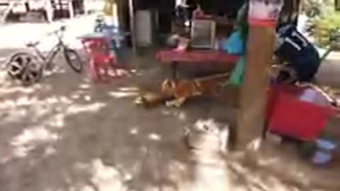 Funny Dog Prank on dog with fake tiger so funny try not to laugh 2022