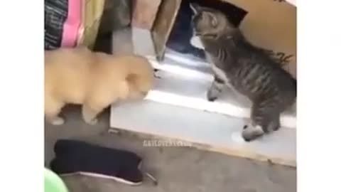 funny animals videos